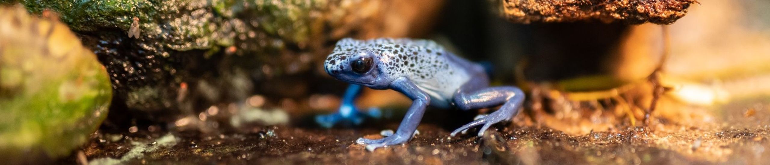 Anmeldung zu den Forschertagen 2025